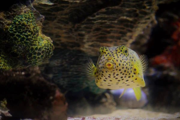 Kastenfische schwimmen in einem Becken — Stockfoto