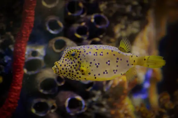 Box fisk simma i en Tank — Stockfoto