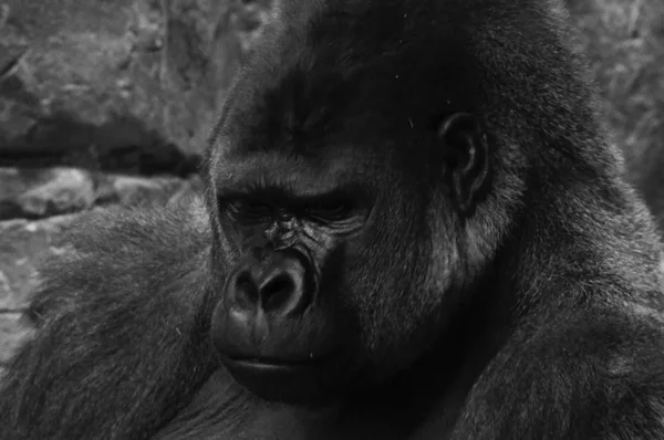 Rosto de um Gorila — Fotografia de Stock