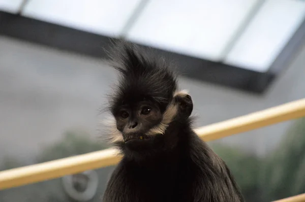 Francois Langur aap — Stockfoto