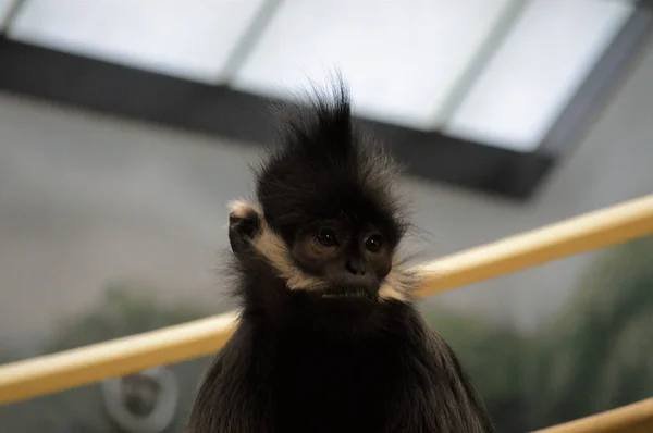 프랑수아 랑구르 원숭이 — 스톡 사진