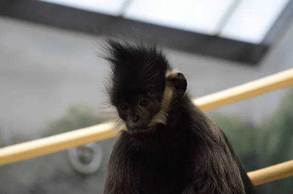 Francois Langur małpa — Zdjęcie stockowe