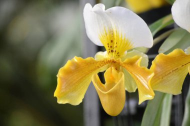 Bahçede sarı orkide