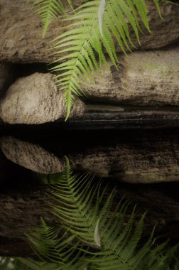 Suya yansıtan eğreltiotu