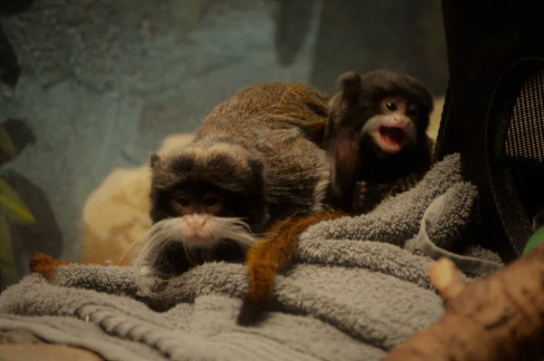Emperor Tamarin Mother and Baby — Stock Photo, Image