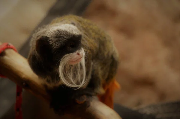 Un emperador Tamarin — Foto de Stock