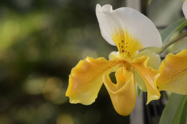 Orquídeas amarelas no jardim — Fotografia de Stock