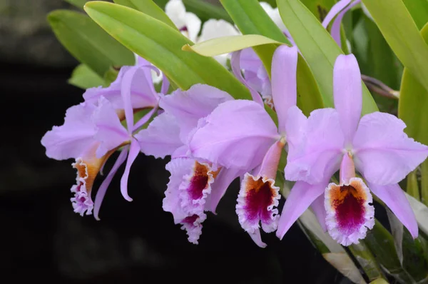 Orquídeas roxas no jardim — Fotografia de Stock