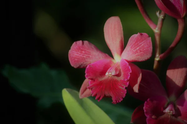 Rosa Orchidee im Garten — Stockfoto