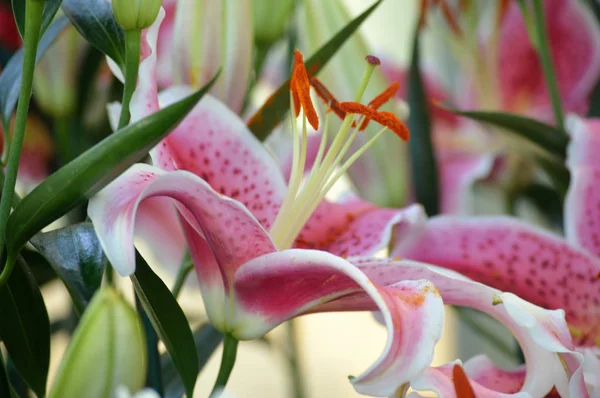 Lys moucheté dans le jardin Images De Stock Libres De Droits