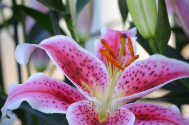 Bahçedeki benekli Lily