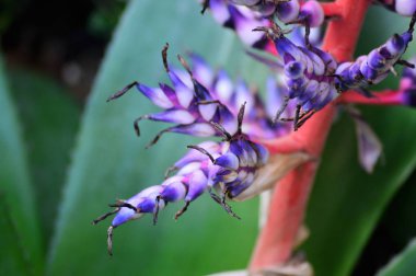 Bromeliad bahçede.