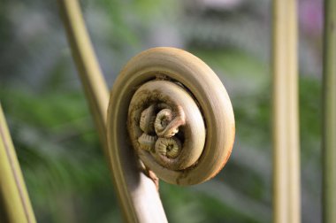 Dev Fern Fiddlehead