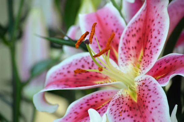Gefleckte Lilie im Garten — Stockfoto