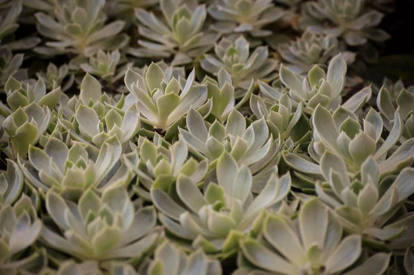 Echeveria dans le jardin — Photo