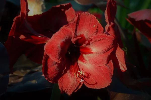 Lírio no jardim — Fotografia de Stock