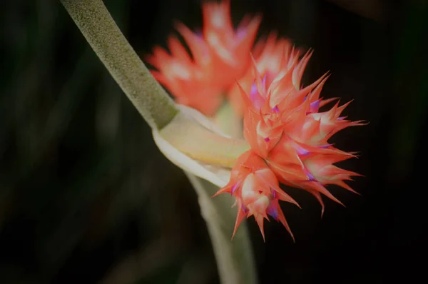 Bromeliad di taman — Stok Foto