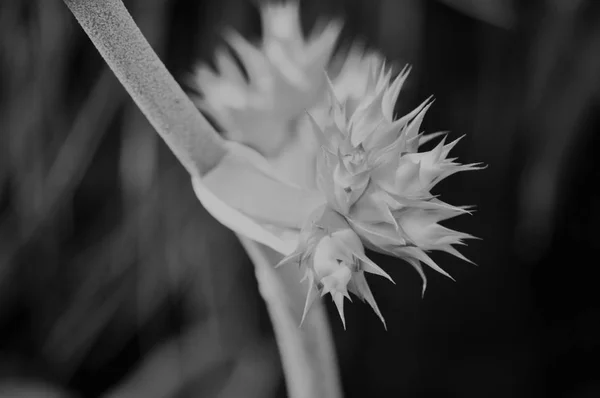 Bromeliad στον κήπο — Φωτογραφία Αρχείου