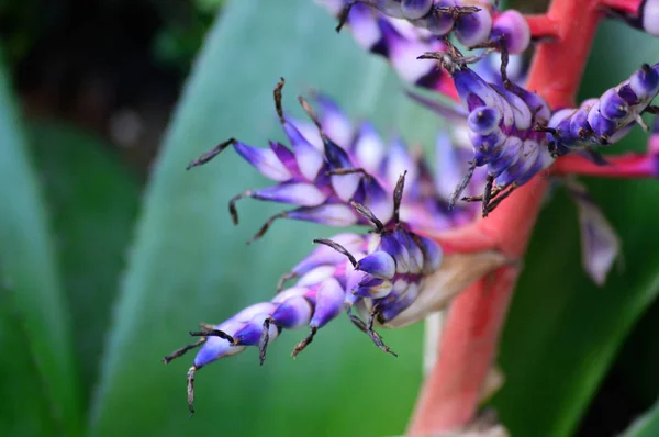 Bromélia no jardim — Fotografia de Stock