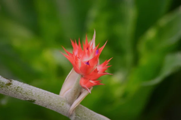 Bromeliad bahçede. — Stok fotoğraf