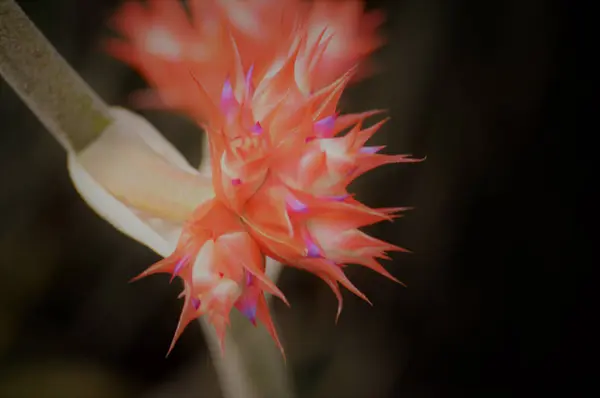 Bromélia no jardim — Fotografia de Stock