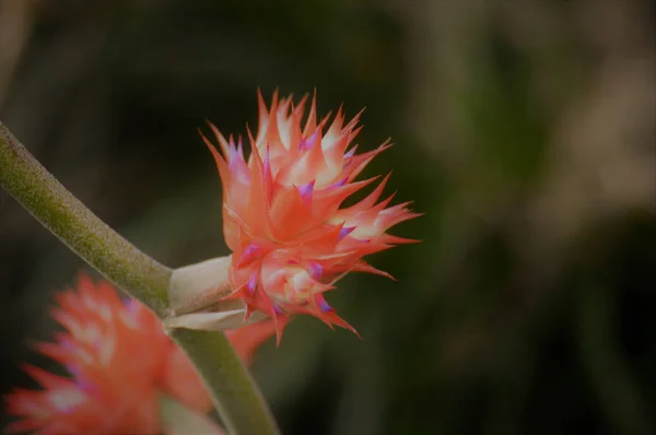 Bromeliad di taman — Stok Foto