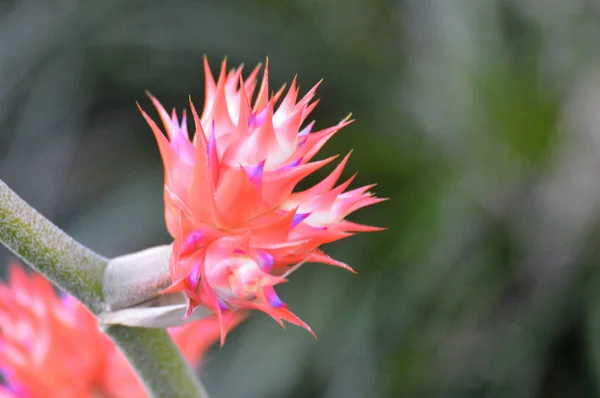 Bromeliad bahçede. — Stok fotoğraf