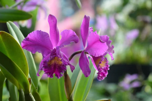 Orchidea viola in giardino — Foto Stock