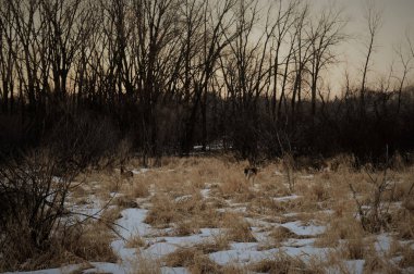 Kış aylarında Wetland beyaz kuyruk geyik