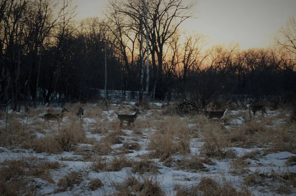 Kış aylarında Wetland beyaz kuyruk geyik — Stok fotoğraf