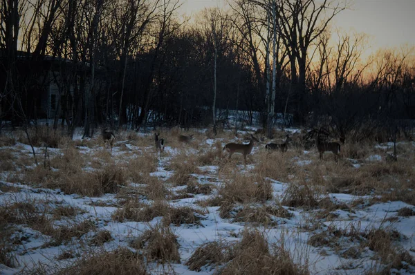 冬季湿地中的白尾鹿 — 图库照片