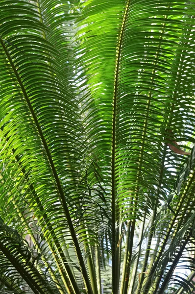 A Palm Tree — Stock Photo, Image