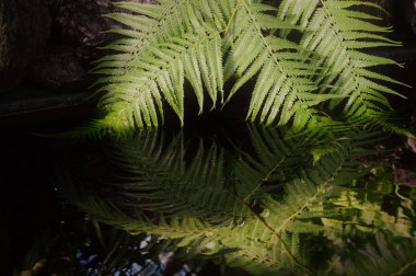 Suya yansıtan eğreltiotu