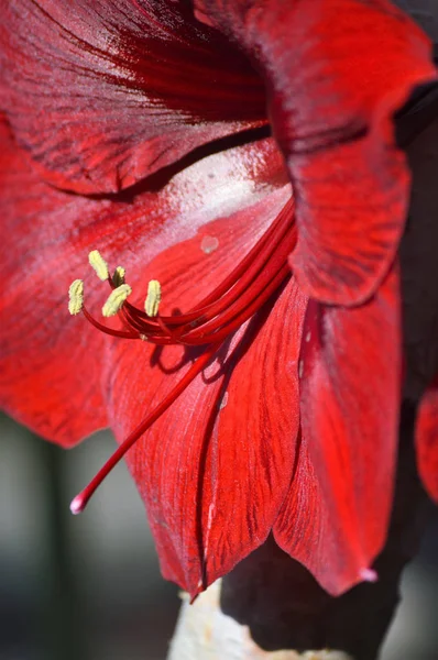 Lily in the Garden — Stock Photo, Image