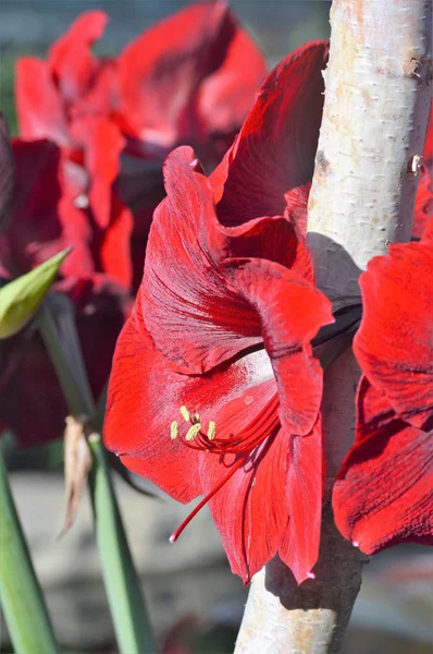 Lis dans le jardin — Photo