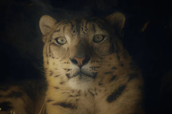 A Snow Leopard — Stock Fotó