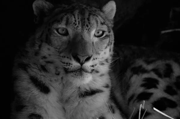 Snow leopard — Zdjęcie stockowe