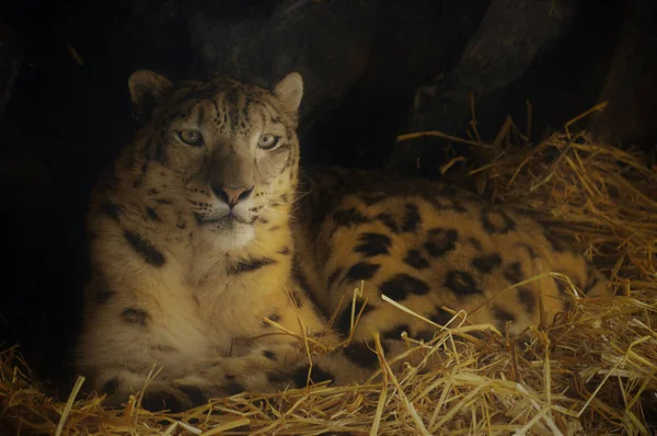 A Snow Leopard — Stock Fotó