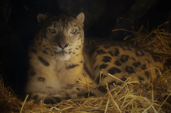 A Snow Leopard — Stock Fotó