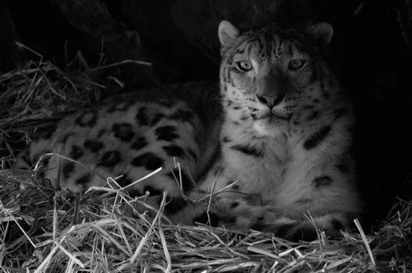 Snow leopard — Zdjęcie stockowe