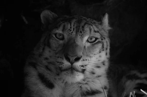 Un léopard des neiges — Photo
