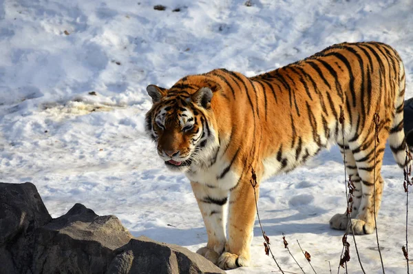 Тигр на відкритому повітрі — стокове фото