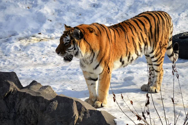 Ein Tiger im Freien — Stockfoto