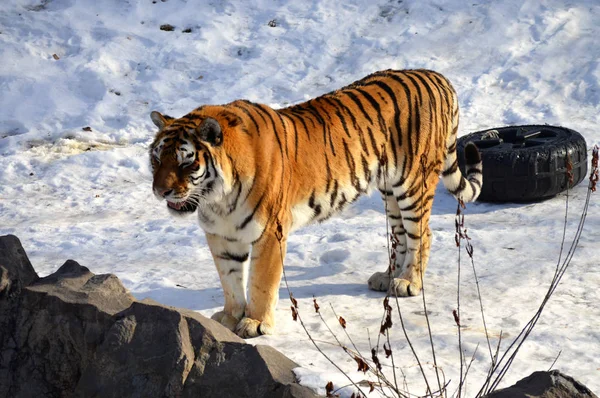 Тигр под открытым небом — стоковое фото