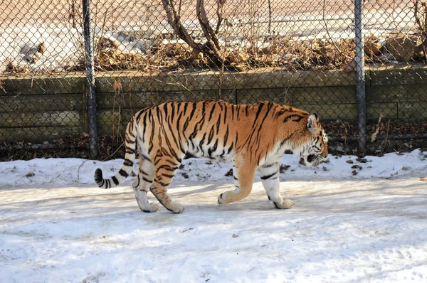 Un tigre al aire libre —  Fotos de Stock