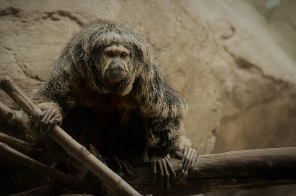 Обезьяна Саки
