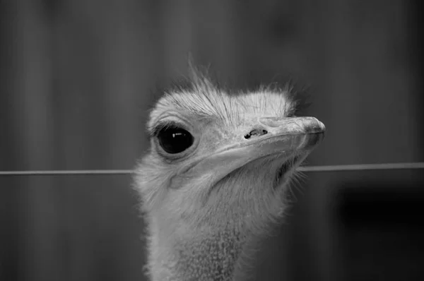 Обличчя страуса. — стокове фото