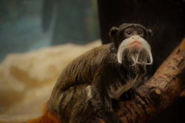 Emperor Tamarin