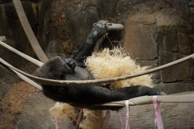 Gorilla günü iplerden