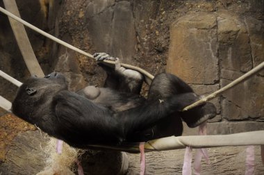 Gorilla günü iplerden